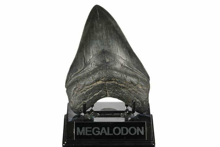 Fossil Megalodon Tooth - South Carolina #170328
